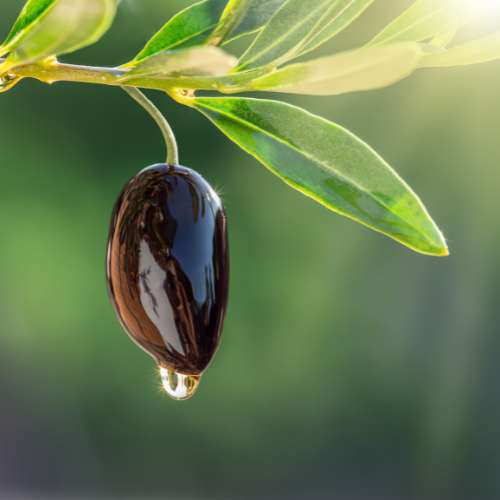 Ingredienti Attivi Olio d'Oliva